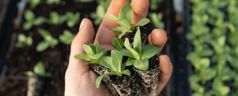 green investment funds