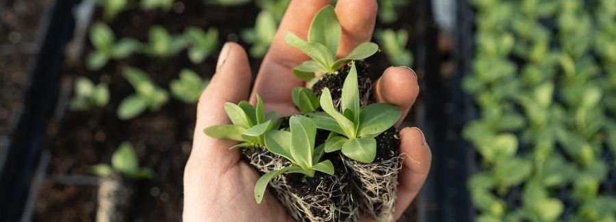 Green Investment Funds
